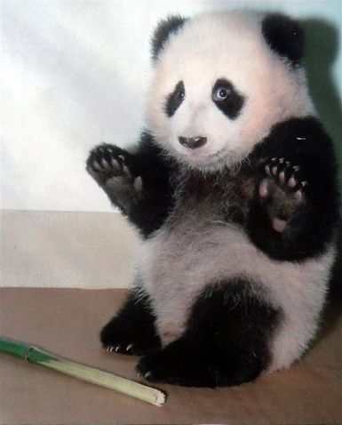 panda.jpg ht=478
