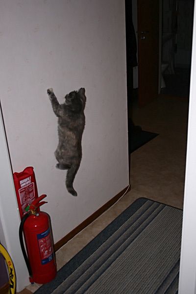 panthervagg.jpg ht=600