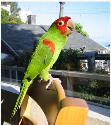 parrot2.jpg ht=398