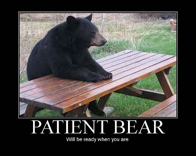 patient_bear-3.jpg ht=512