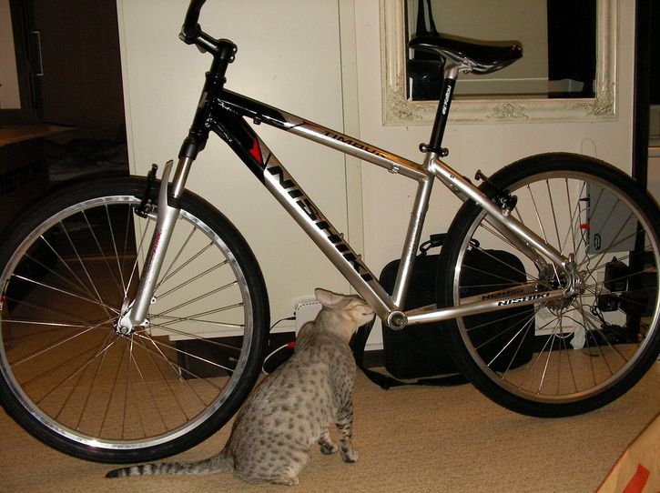 pendlingscykel010.jpg ht=542