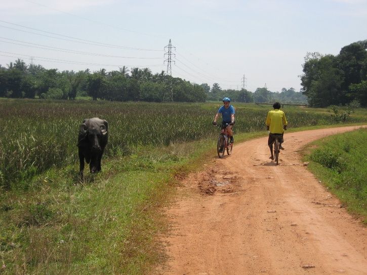 Pergulcy+buffel.jpg ht=544