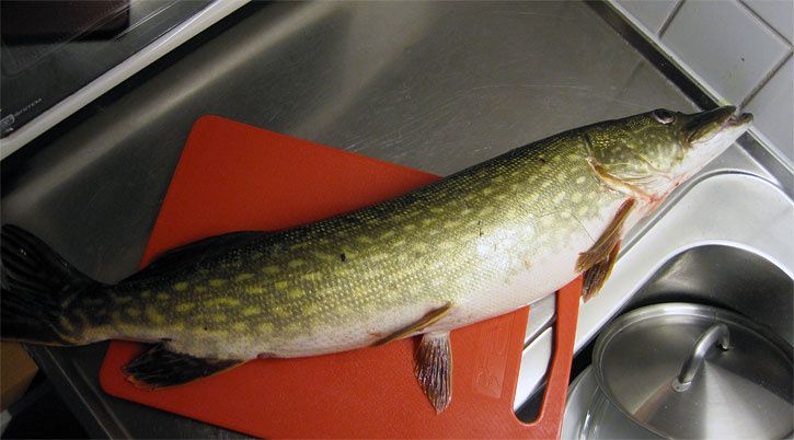 pike2kg.jpg ht=402