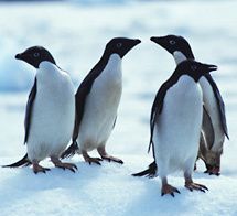 Pingviner6009_215.jpg ht=196