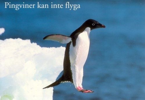PingvinFlyg.jpg ht=346