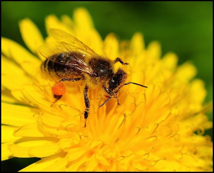 pollen4.jpg ht=587