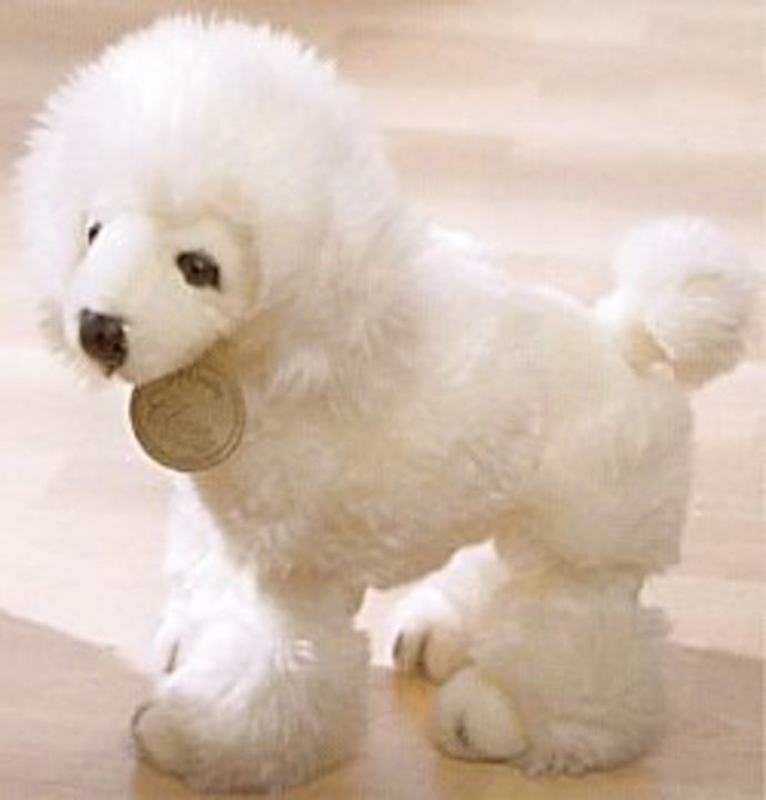 poodle.jpg