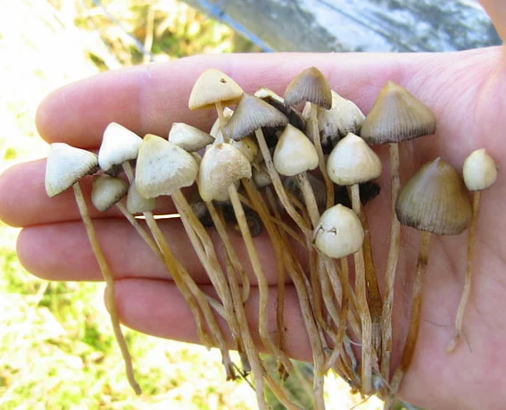 Psilocybe_semilanceata.webp