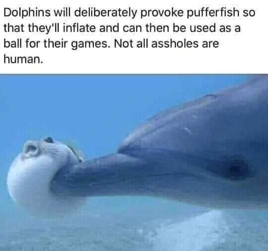 Pufferfish.jpg