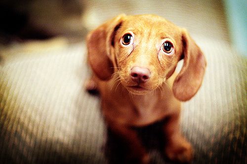 puppy.jpg