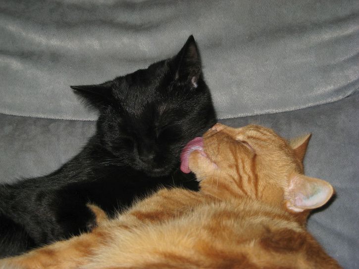 pusspuss.jpg ht=544