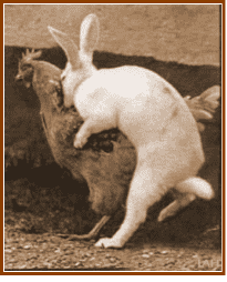 rabbit_on_chicken.png ht=254