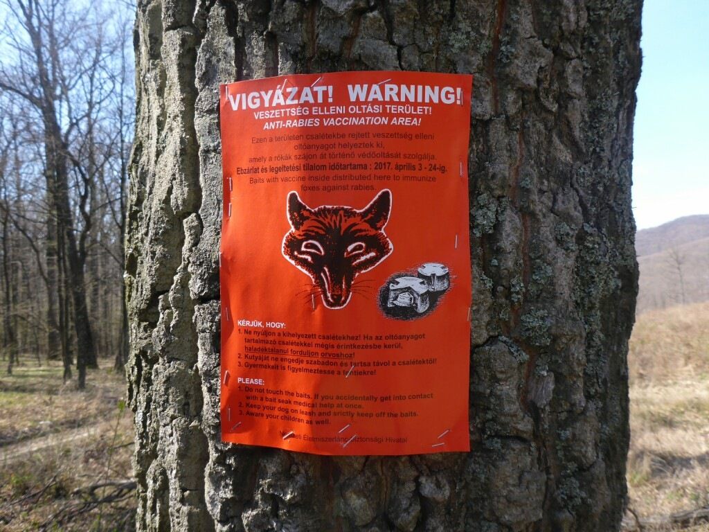 Rabies.JPG