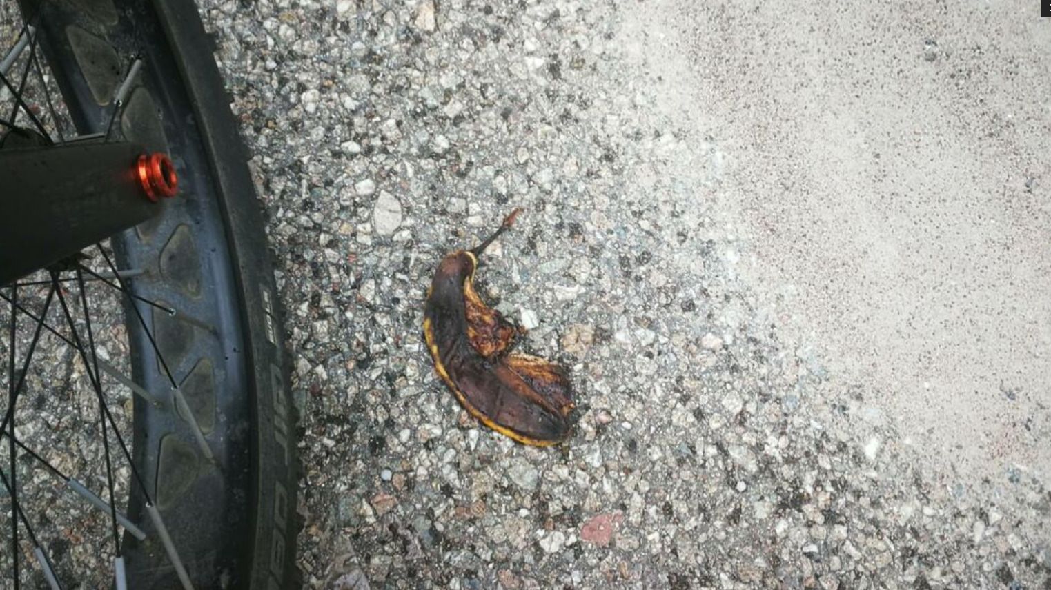 Roadkill.jpg