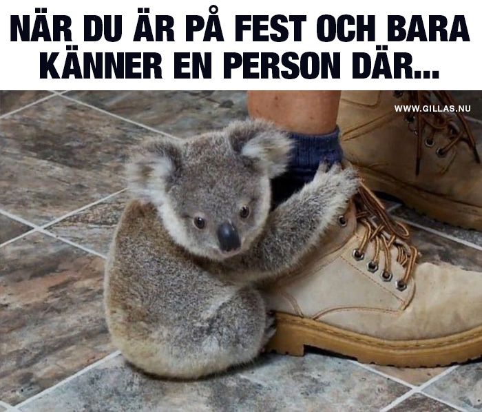 roliga-bilder-nar-du-ar-pa-fest.jpg