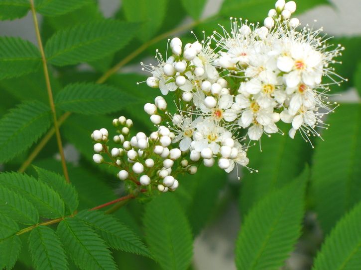 RÃnnspirea.JPG ht=544