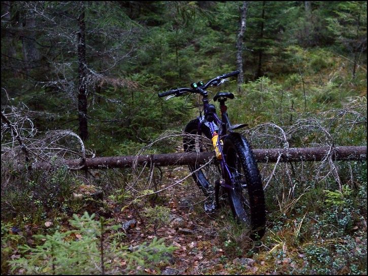 rr25.jpg