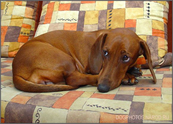 saddachshound.jpg