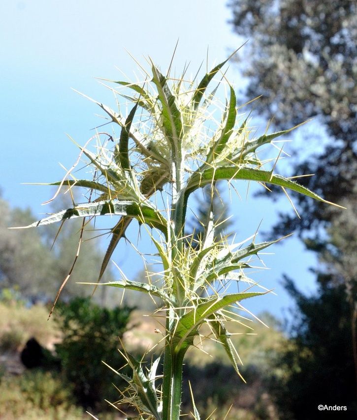 Samos20130711_130301.JPG