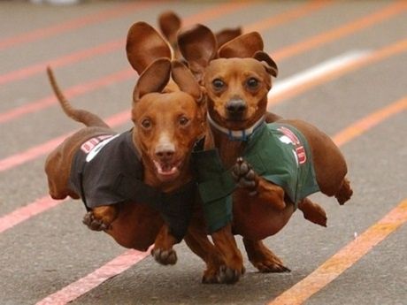 sausagethreeleggedrace.jpg.jpg
