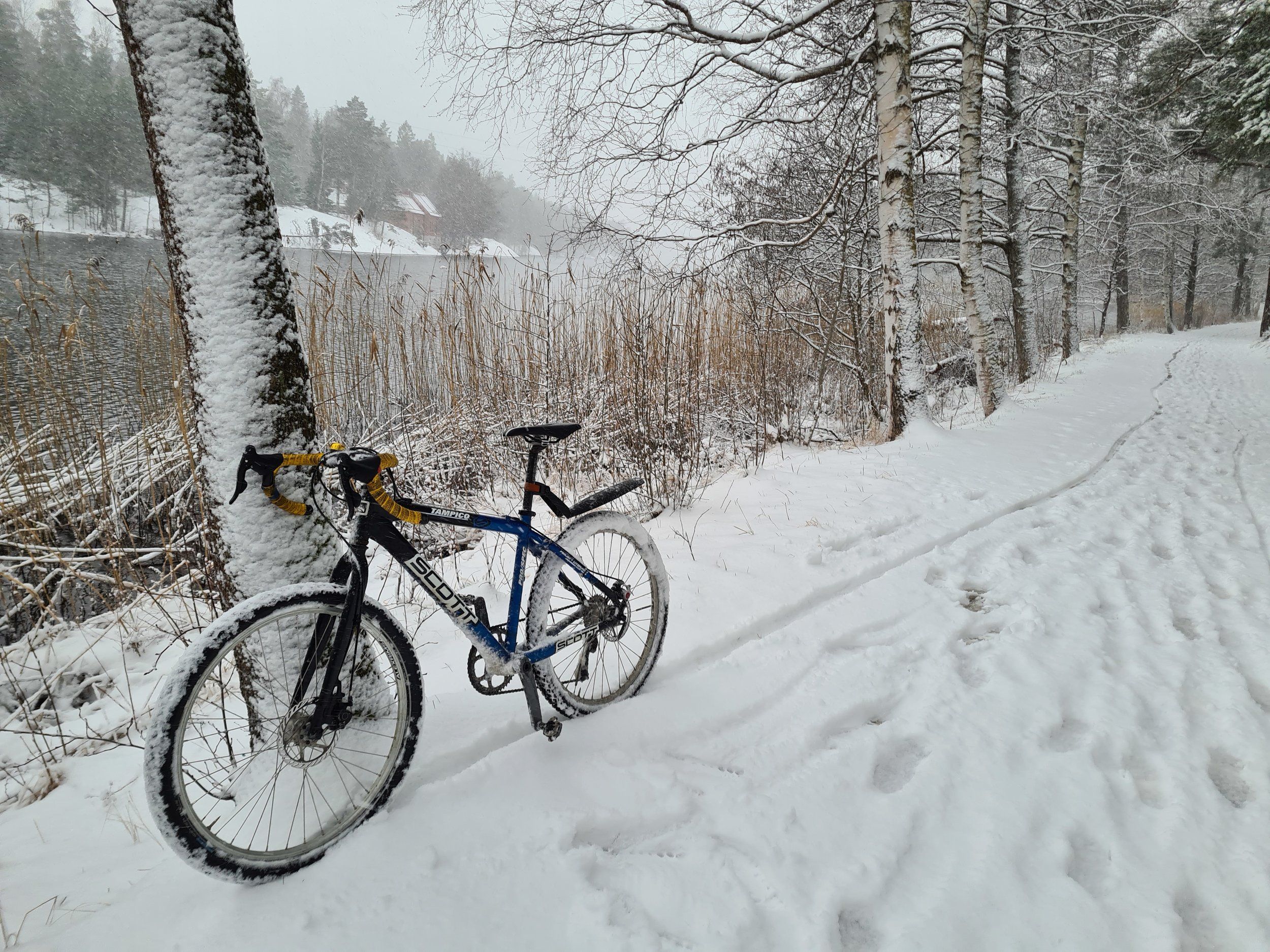 scottie_snö_1.jpg