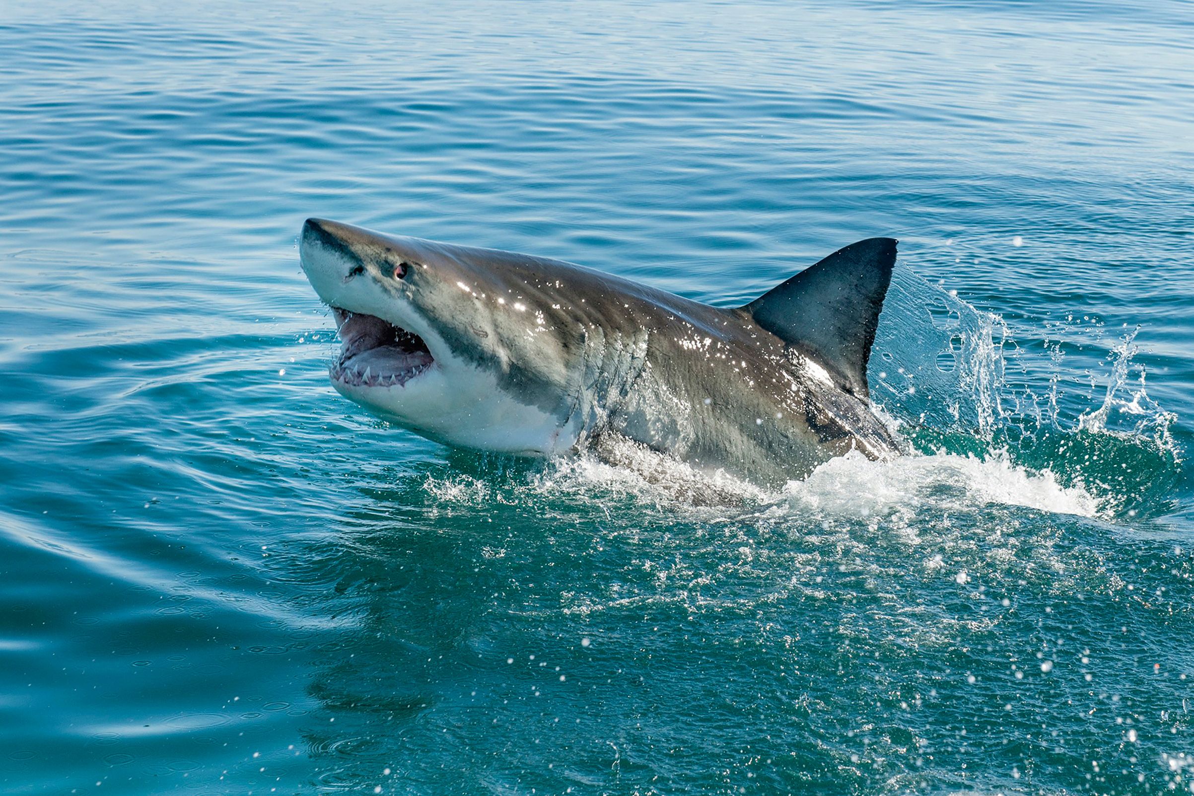 shark-attack-cape-cod-united-states.jpg
