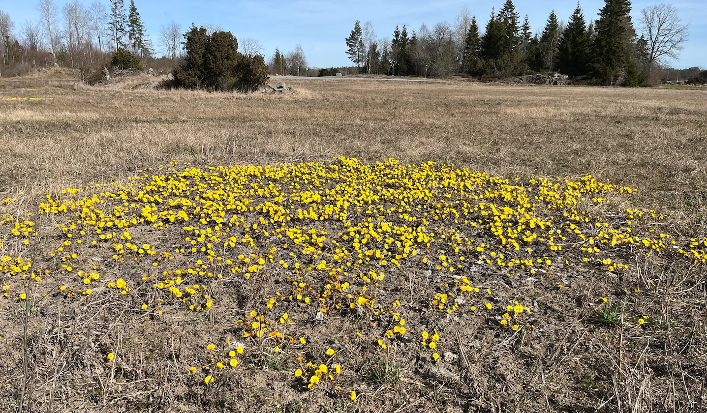 Skärmavbild 2025-04-02 kl. 14.06.21.webp