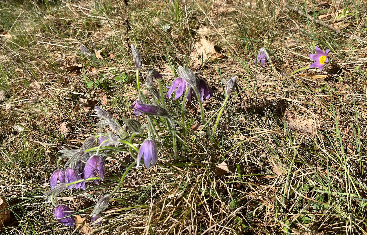 Skärmavbild 2025-04-24 kl. 21.04.15.webp