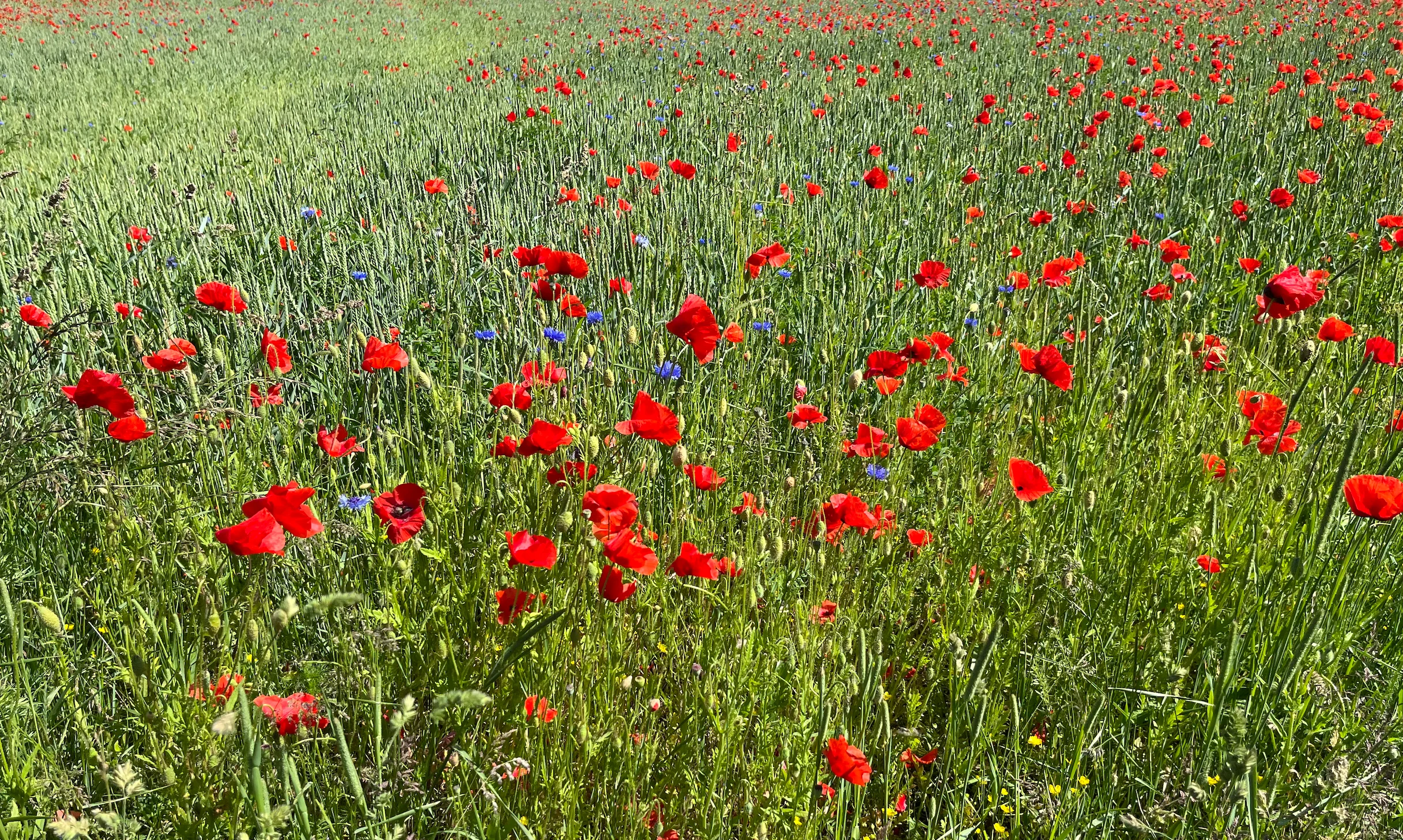 Skärmavbild 2025-06-17 kl. 12.43.54.webp