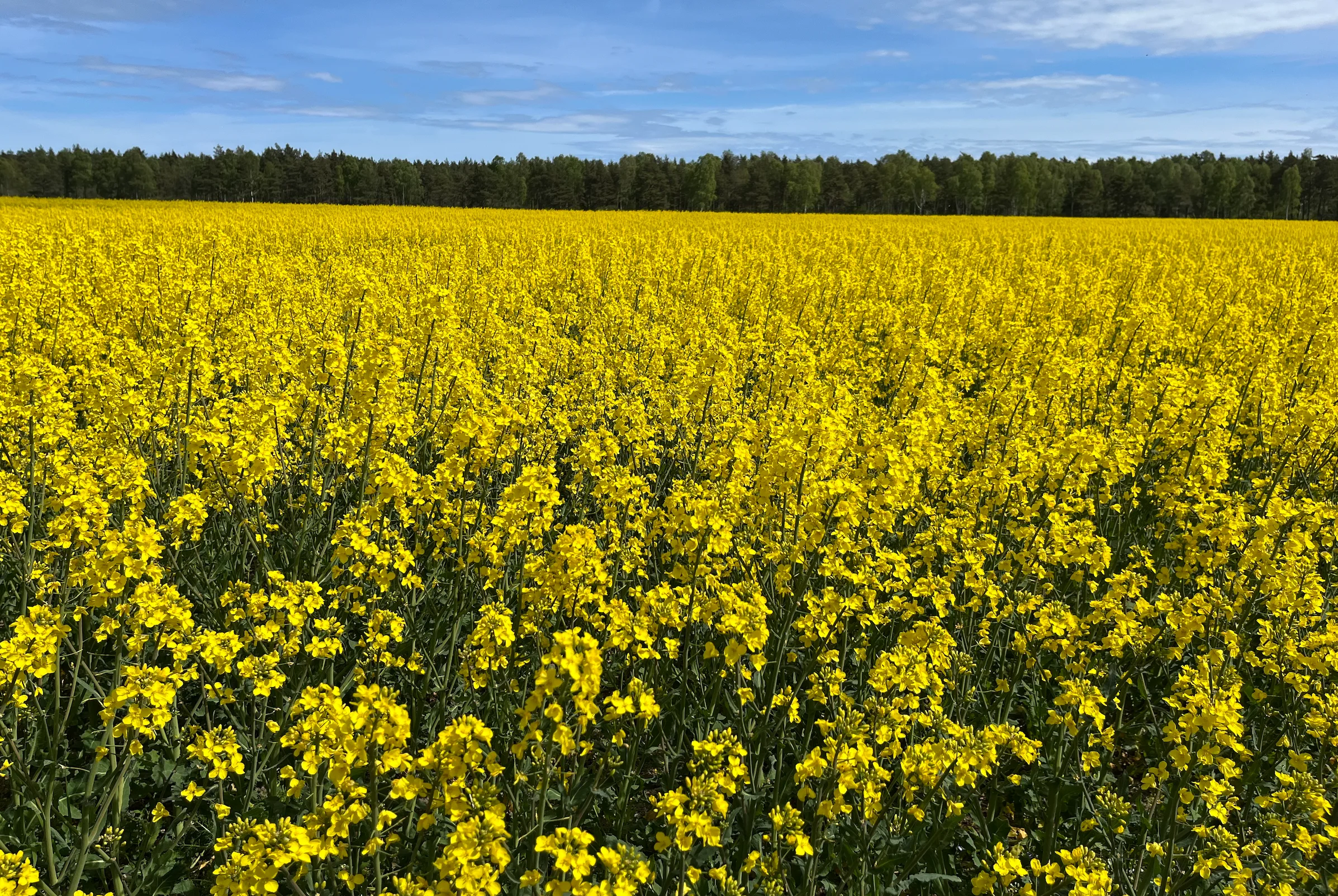 Skärmavbild 2026-05-19 kl. 09.16.15.webp