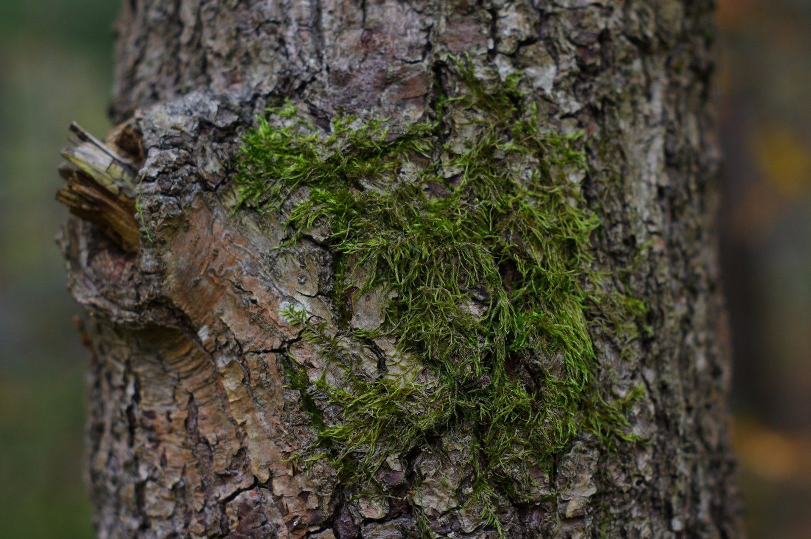 Skog (1).JPG