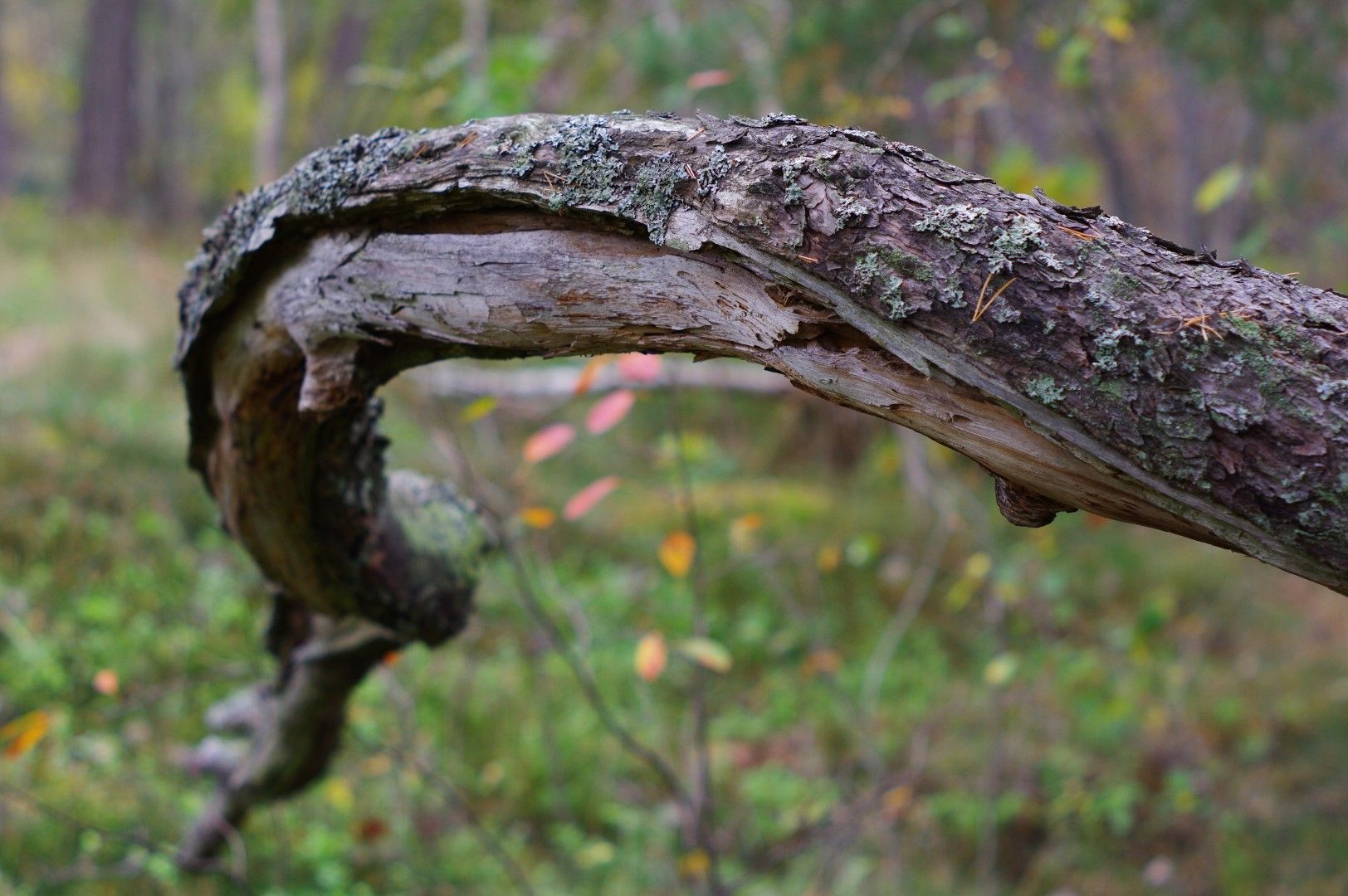 Skog (5).JPG