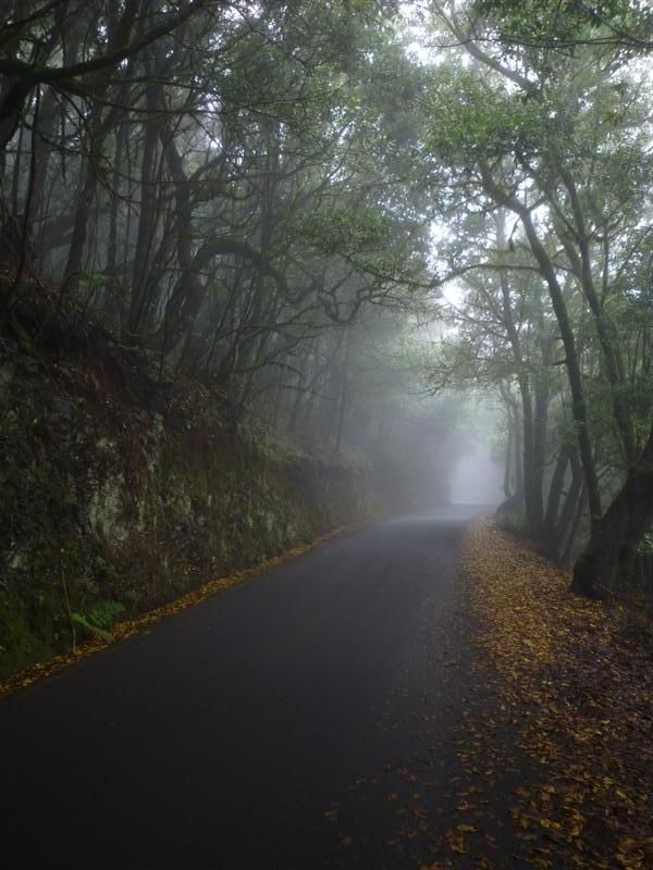 Skog.JPG