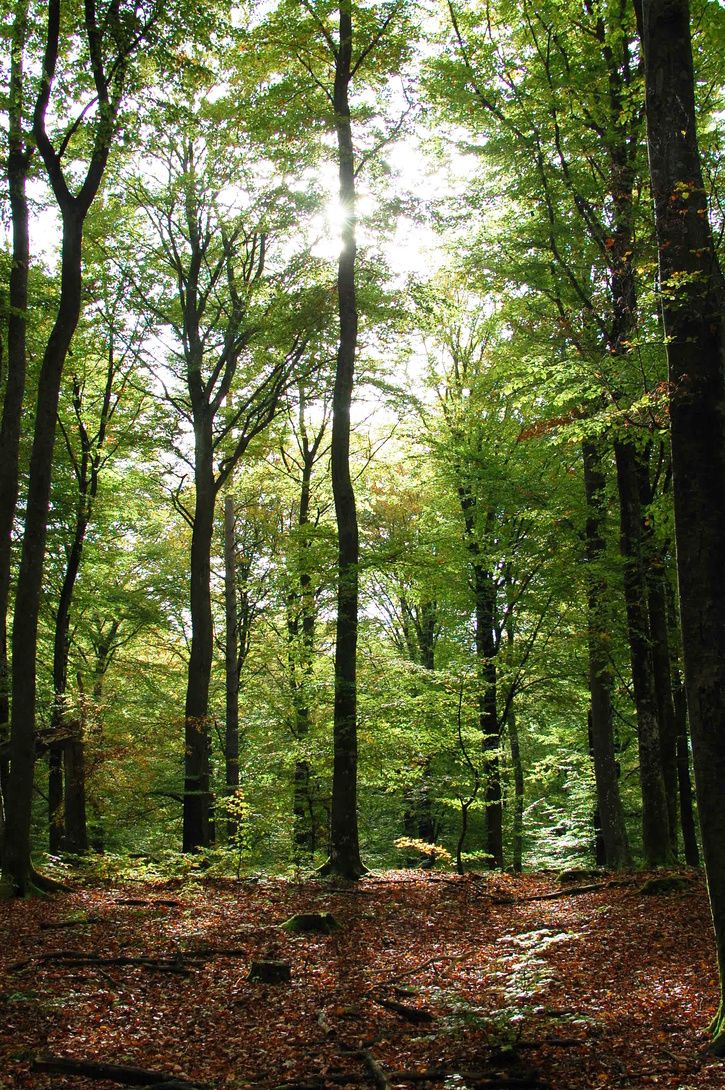 skog.JPG