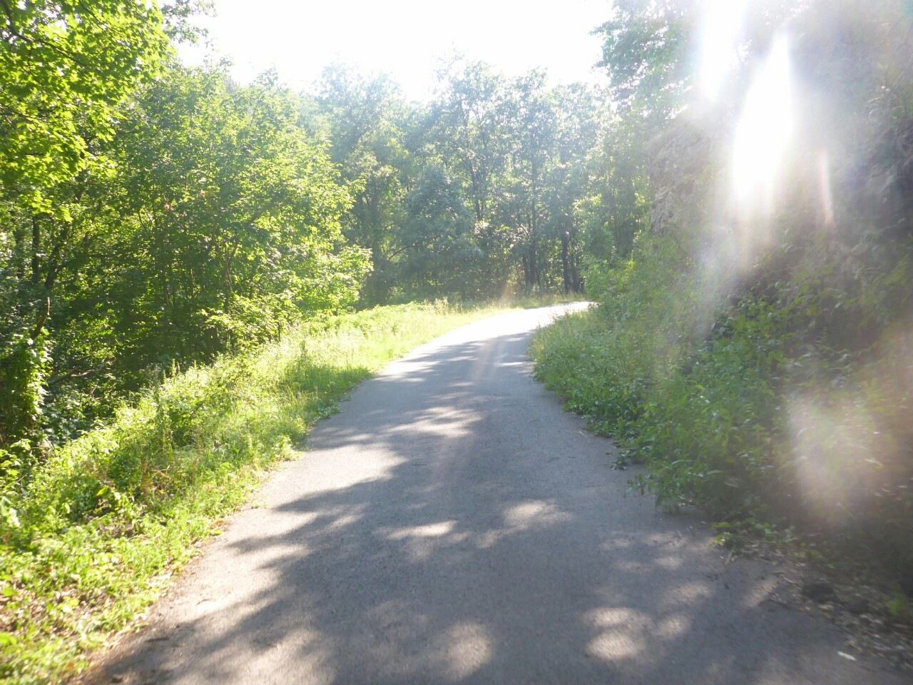 Skog.JPG