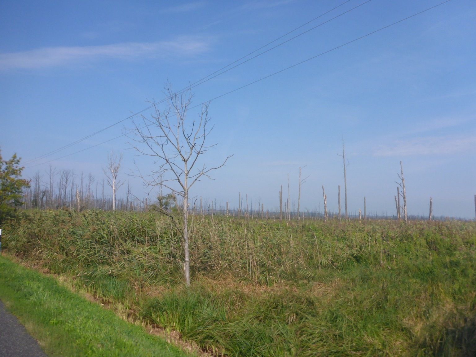 Skog.JPG