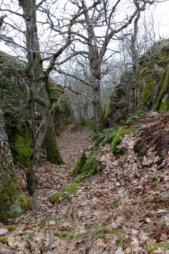 Skog.JPG