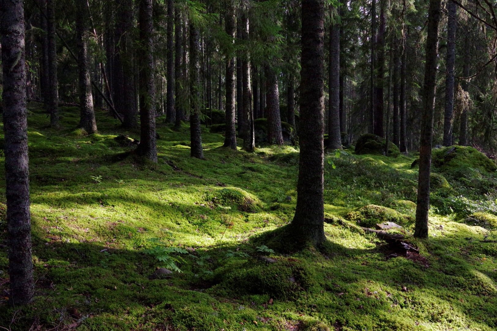 Skog.JPG