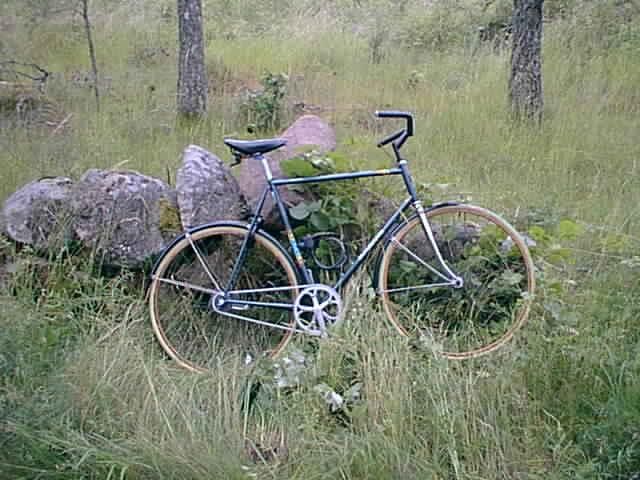 skog.jpg