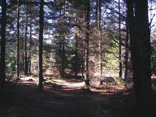 skogliten.JPG ht=384