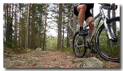Skog1.jpg ht=231