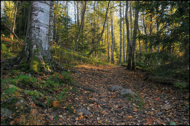skog2.jpg
