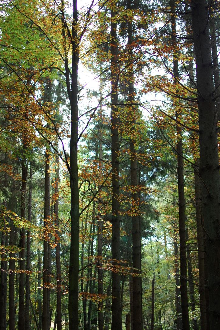 Skog2.JPG