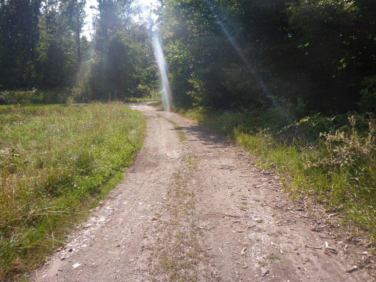Skog2.JPG