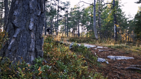 skogen.gif