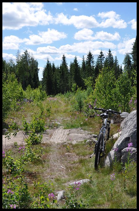 skogsbruk_finland.jpg ht=725