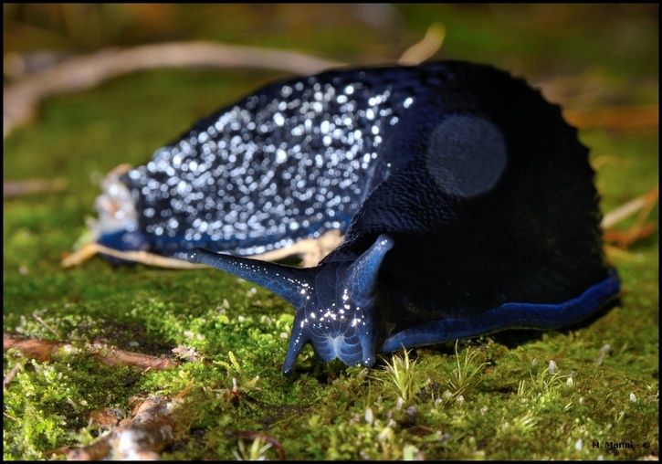 slug.jpg
