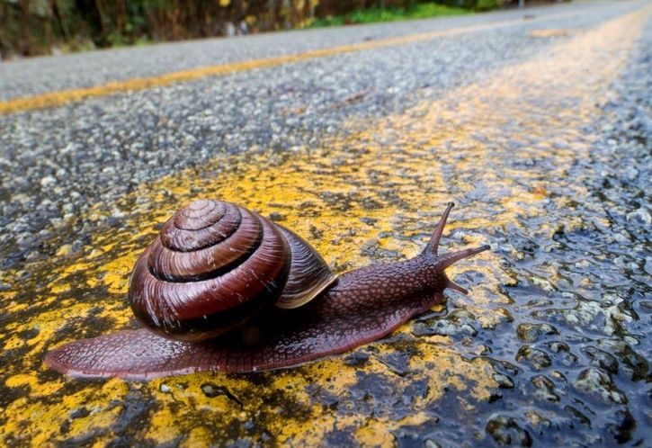 snail.jpg