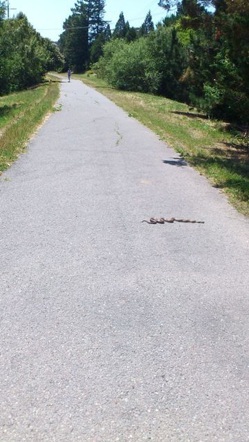 snakebite.jpg