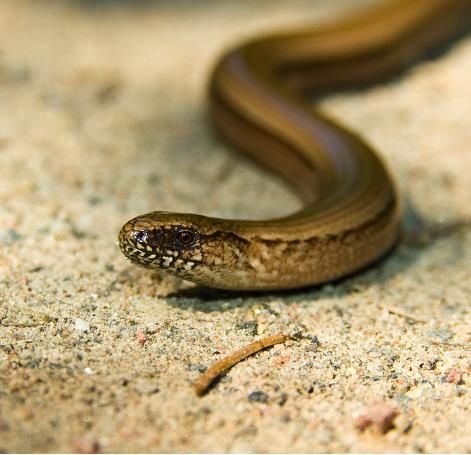 snakie3.JPG ht=455